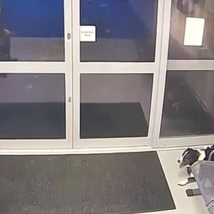 Удивителен момент при който изчезнало куче влиза в полицейски участък