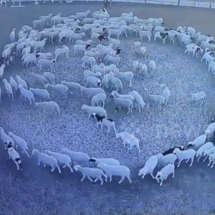 Стадо овце изумиха със странно поведение Групата животни е започнала