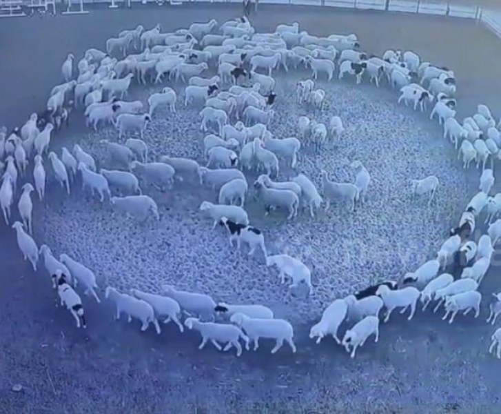 Мистериозно! Стадо овце се движи 12 дни в кръг ВИДЕО