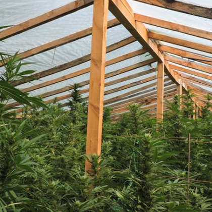 Полицията разби оранжерия за марихуана близо до курорта Камчия Трима души са арестувани