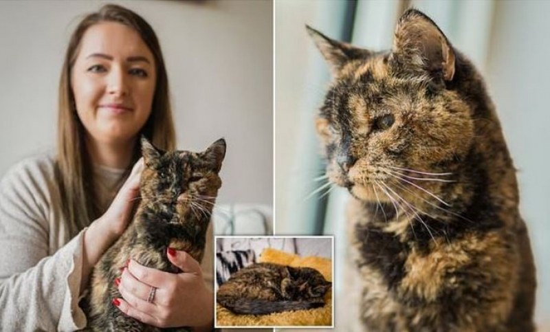  Флоси от Обединеното кралство официално е най-старата жива котка в