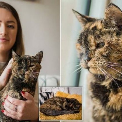  Флоси от Обединеното кралство официално е най старата жива котка в