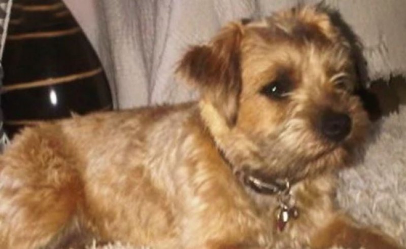 Откраднато куче се върна у дома след близо 13 години СНИМКИ