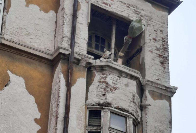 Изоставено в необитаем апартамент в София куче предизвика гняв и тъга