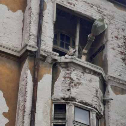 Изоставено в необитаем апартамент в София куче предизвика гняв и тъга