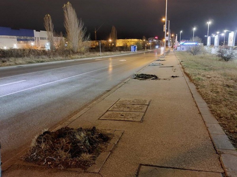 Над 30 дръвчета са изкоренени в София. Защо? СНИМКИ