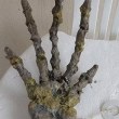 Извънземно? Откриха гигантска ръка с пръсти на плажа в Бразилия ВИДЕО