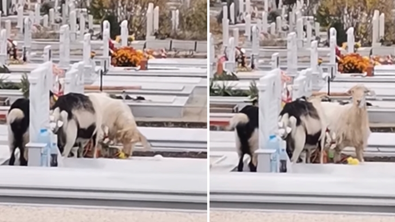 Кози оскверняват гробището в Асеновград ВИДЕО
