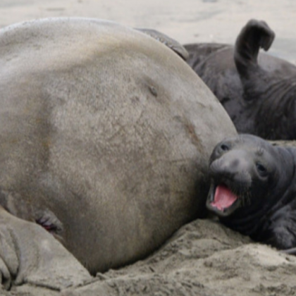 Стотици мъртви тюлени от застрашен вид бяха изхвърлени на руското