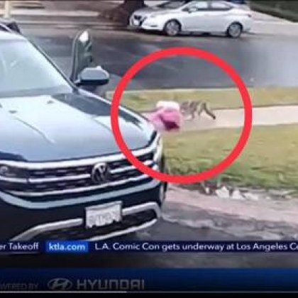 Вълк нападна двегодишно момиченце близо до къщата му ухапа го