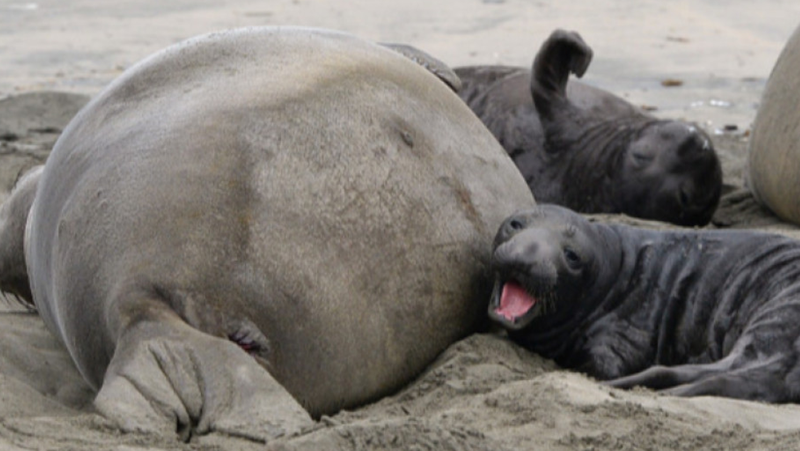 Откриха стотици мъртви тюлени по руското крайбрежие на Каспийско море