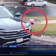 Вълк нападна 2-годишно момиченце до дома му, опита се да го отвлече
