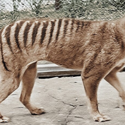Останките на последния известен тасманийски тигър изчезнал преди около 85 години