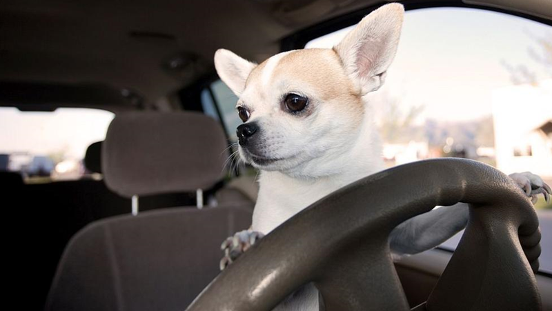 Кучешки капризи: Предпочитат да се возят в ел. коли пред дизелови