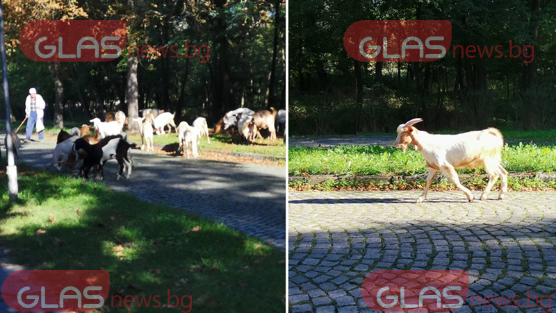 След публикации на GlasNews: Без кози в градския парк в Баня, иначе - глоби