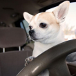 Кучешки капризи: Предпочитат да се возят в ел. коли пред дизелови