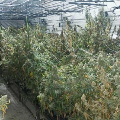 Нов удар! Разкриха високотехнологична наркооранжерия в бивш ресторант