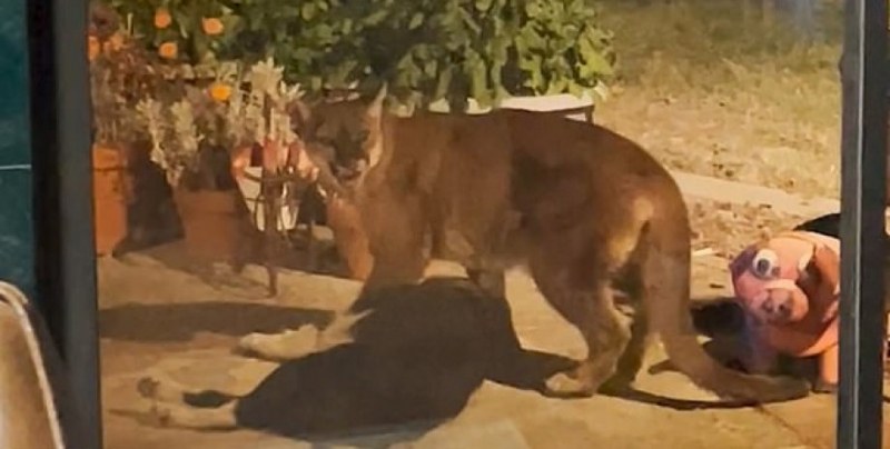Съсед с пистолет спаси жена от лъв, който измъкна кучето й от къщата ВИДЕО