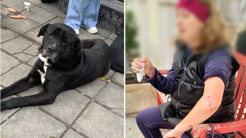 Кошмар във Варна! Куче нападна и нахапа жени и дете СНИМКИ