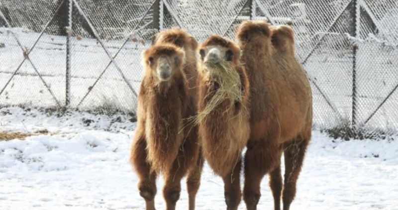 Камили се радват на снега в България СНИМКИ