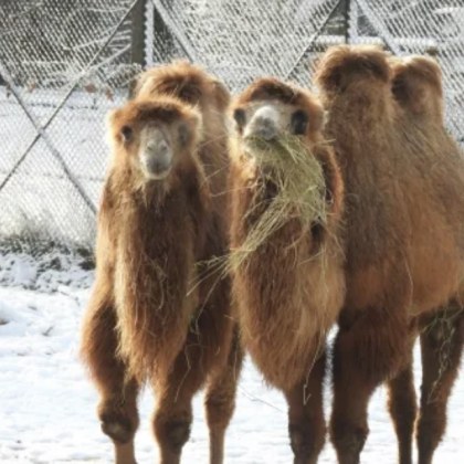 Животните в зоопарка в София се радват на снега а