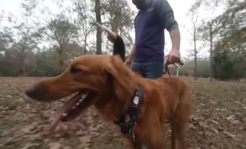 Домашно куче откри две сестри, изчезнали в гората