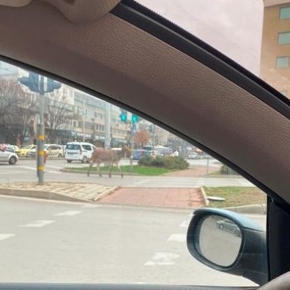 Магаре без стопанин кръстосва улици и булеварди във Варна вече