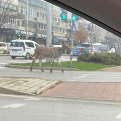Безпризорно разхождащото се магаре във Варна днес е блъснато от