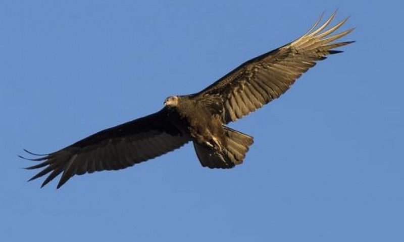 Птица от застрашения вид Черен лешояд е станала жертва на