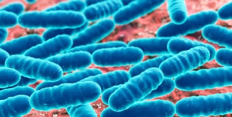 Учените разбраха защо теглото се връща след отслабване: виновни са бактериите!