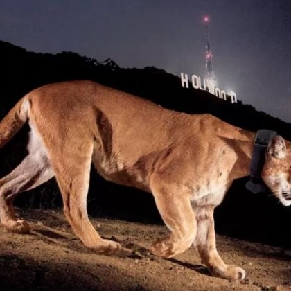 Планинският лъв в Лос Анджелис известен като P 22 или холивудската