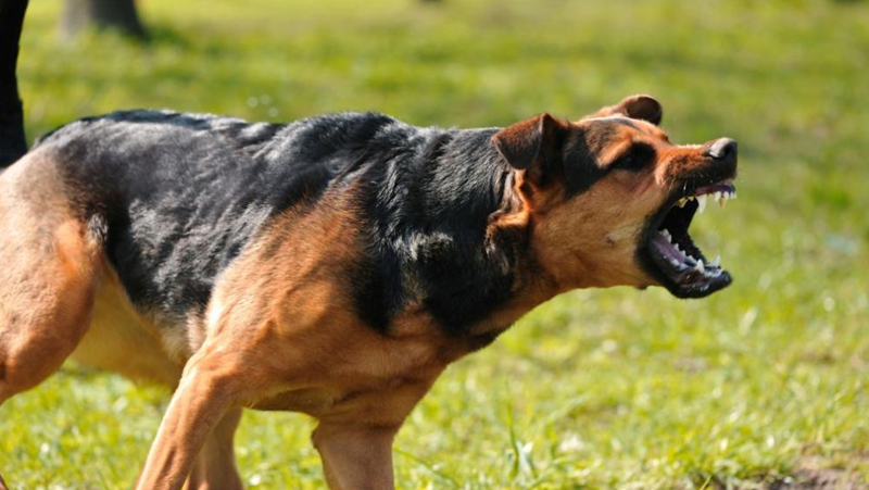 Глутница кучета тормозят жителите на пловдивско село