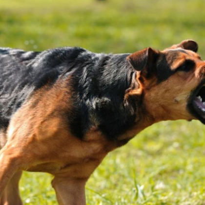 Глутници кучета тормозят жителите на пловдивското село Ягодово Хората разказват че има