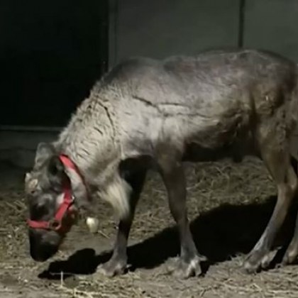 Радостна вест в наверечието на Рождество Северният елен който изчезна
