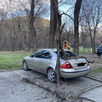 Клон на дърво се стовари върху кола в Пловдив Случката