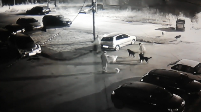 Кучета се спуснаха да хапят мъж в Перник ВИДЕО