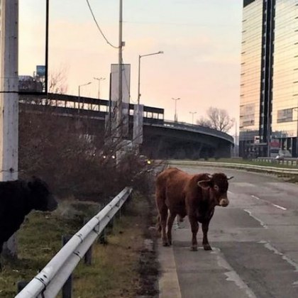 Неочаквани гости бяха заснети по улиците на София Две крави се