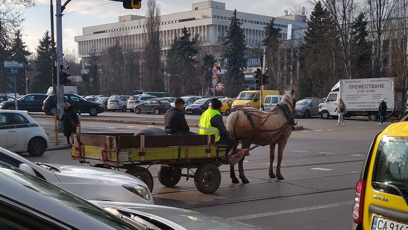 Каруца гази закона в София - конче търпеливо чака на светофар СНИМКА