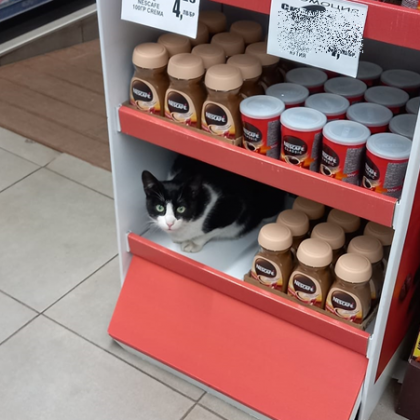 Котка изненада с присъствието си пазаруващите в хранителен магазин Интересна миловидна