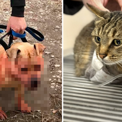 Развитие по казуса с нападнатата от питбул котка в Пловдив Нали