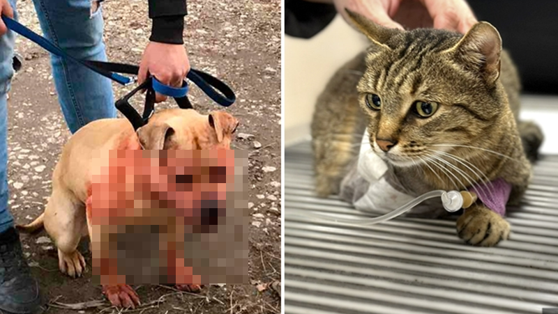 Вяра - нахапаната от питбул котка, остана с три крачета СНИМКА