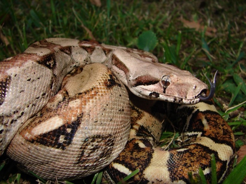 Огромна змия боа удушвач е намерена в ръчен багаж на международното
