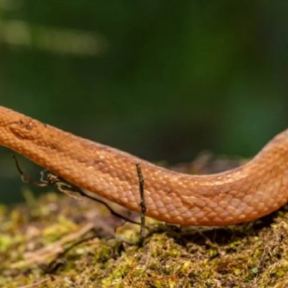 В мъгливите гори на североизточен Еквадор дебне малка змия с