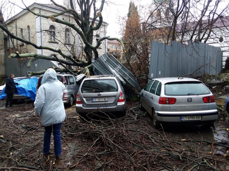 Опасни дървета се стовариха върху коли! Защо? СНИМКИ