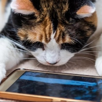 Учените са установили че най малко половината от студентите отлагат до