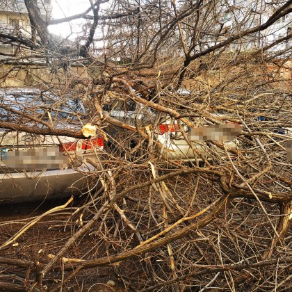 Паднали дървета, клони и мазилка след силния вятър в Пловдив  СНИМКИ