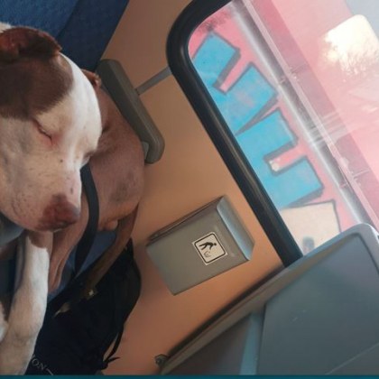 Жена с куче е била изгонена от автобус на градския