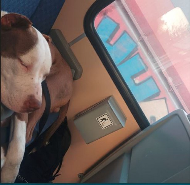 Шофьор от градския транспорт в Пловдив изгони грубо жена с куче