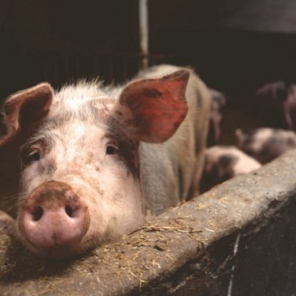 В Хонконг месар в кланица който се канеше да заколи прасе