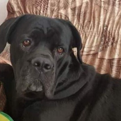 Домашно куче е изчезнало край Пловдив То е порода Кане Корсо
